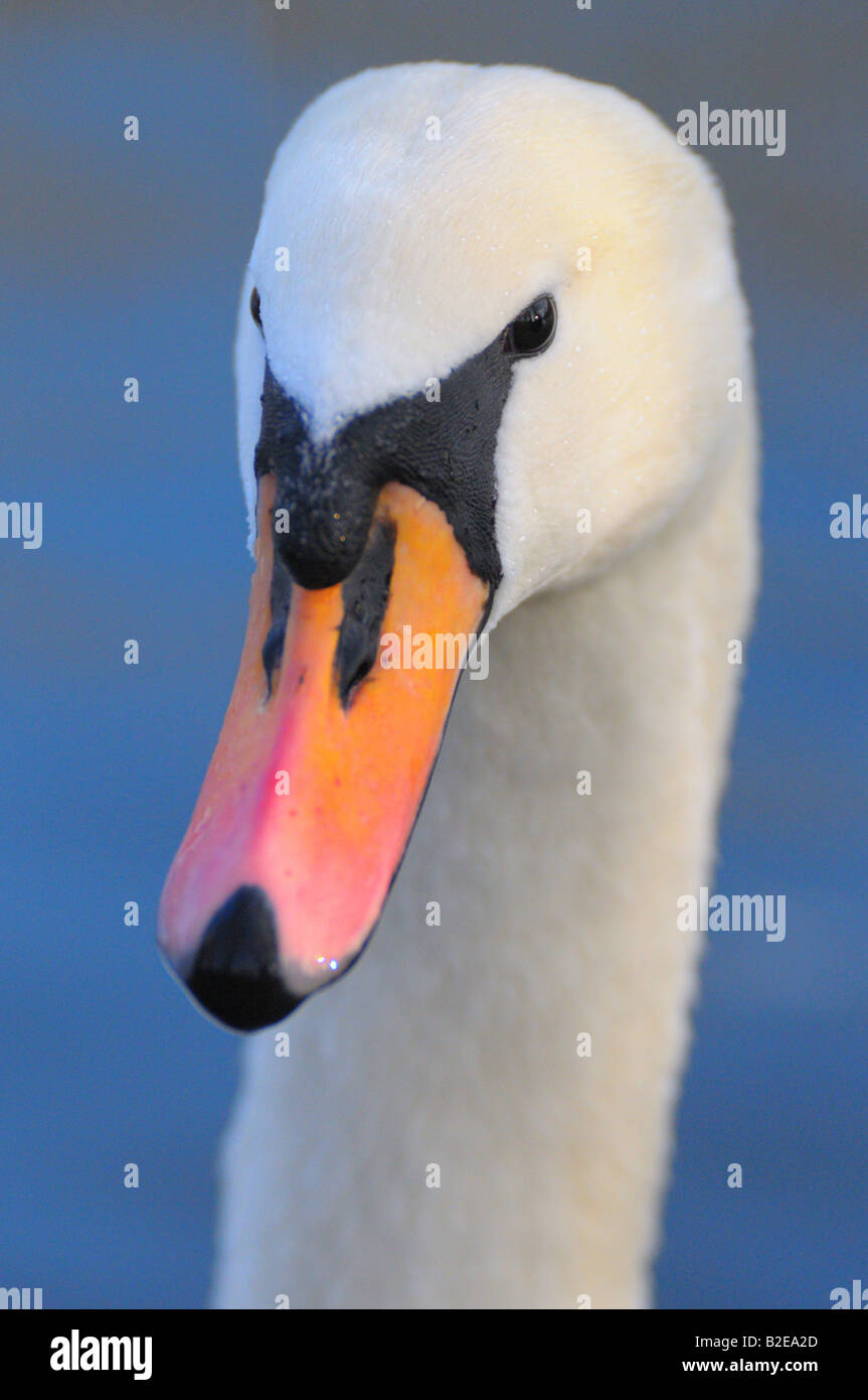 Close-up del Cigno (Cygnus olor) Foto Stock