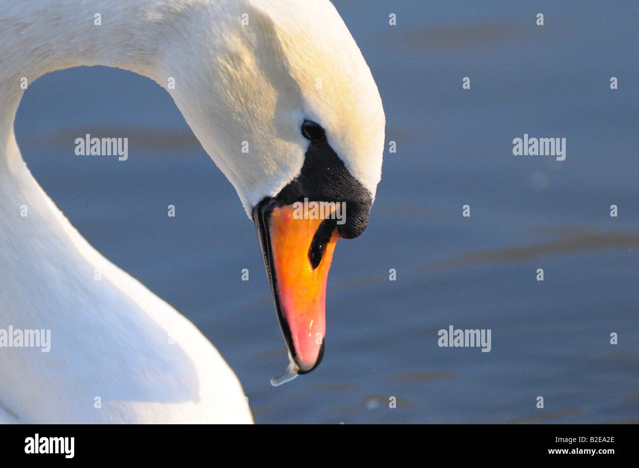 Close-up del Cigno (Cygnus olor) Foto Stock