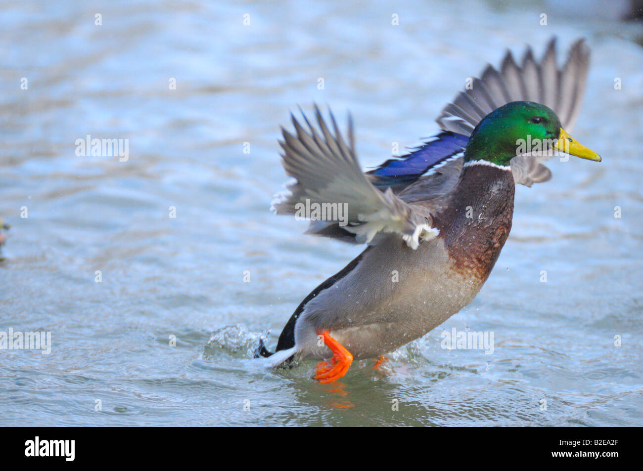 Close-up di germano reale (Anas platyrhynchos) anatra diffondere le sue ali in acqua Foto Stock
