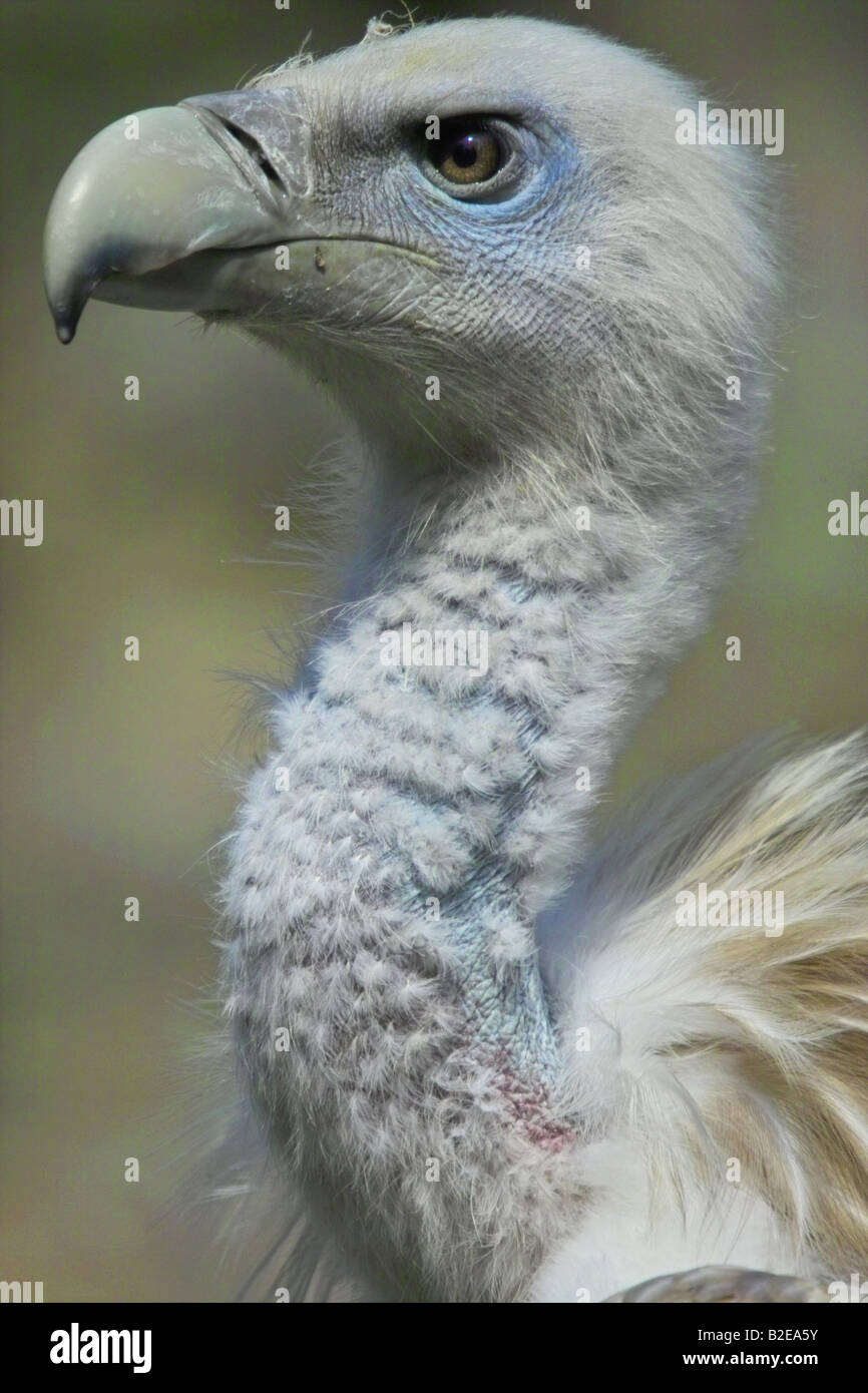 Close-up di avvoltoio grifone (Gyps fulvus), Germania Foto Stock