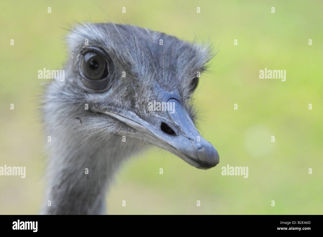 Close-up di maggiore Rhea (Rhea americana) bird's face Foto Stock