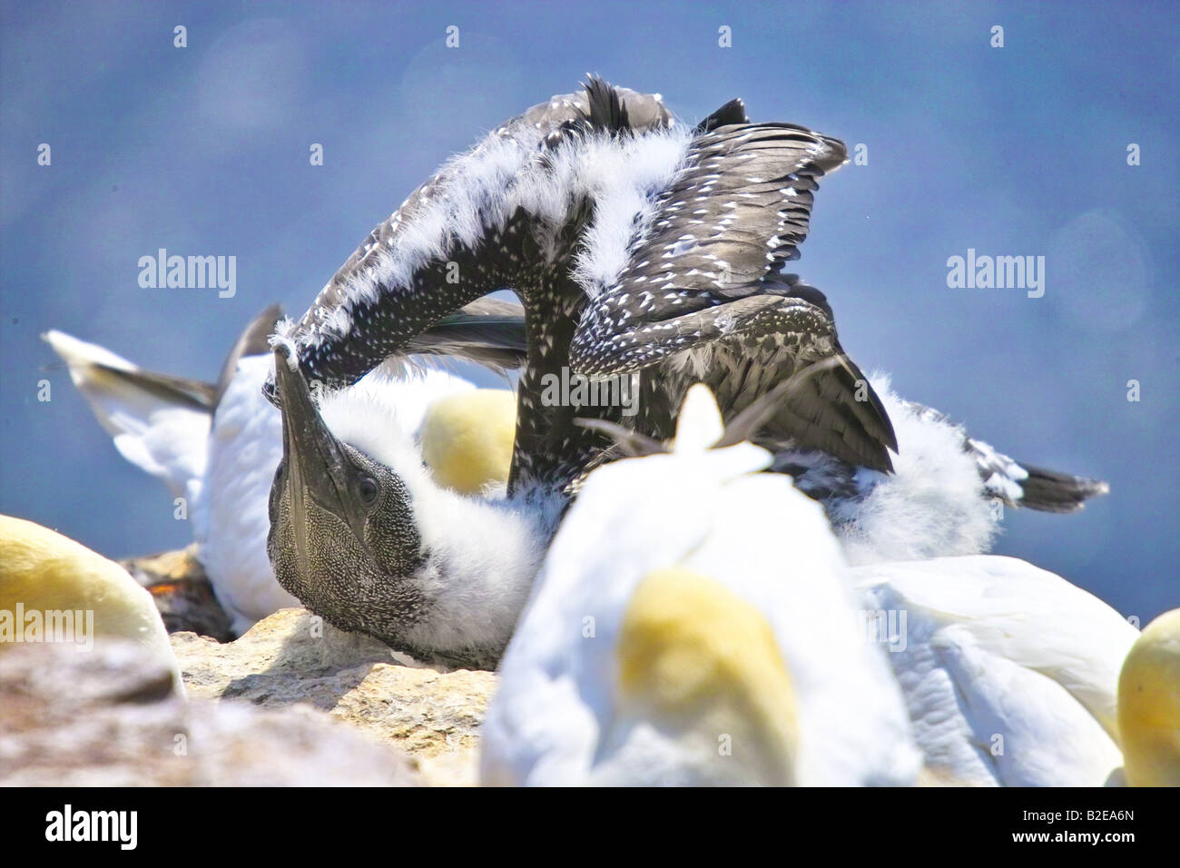 Close-up di Northern Gannet (Sula Bassanus), Nord Isole Frisone, Helgoland, Schleswig-Holstein, Germania Foto Stock