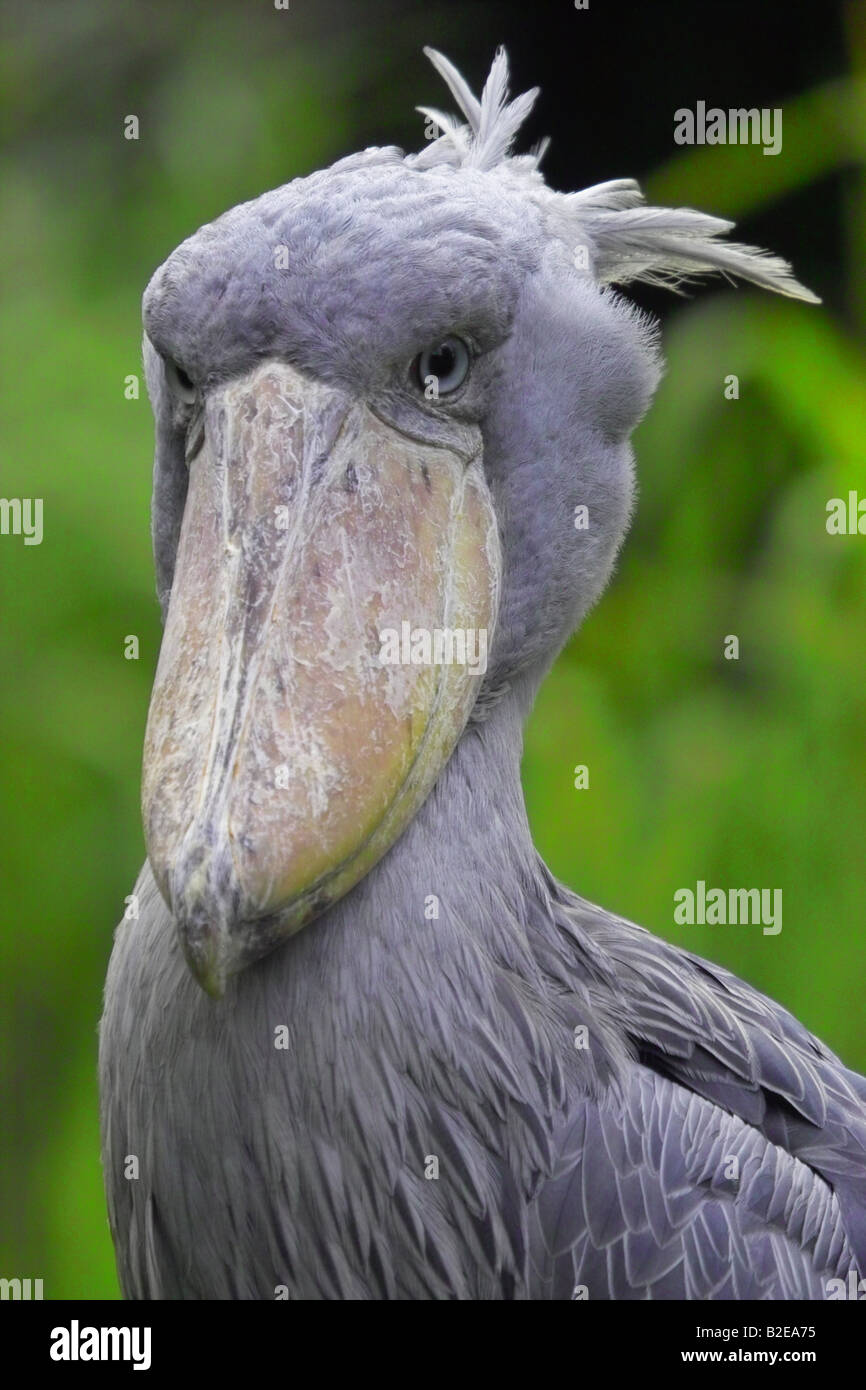 Close-up di Shoebill (Balaeniceps rex) Foto Stock