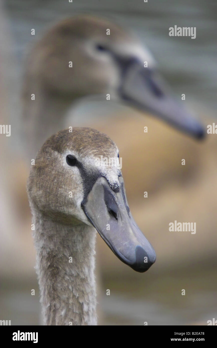 Close-up di cigni (Cygnus olor) Foto Stock