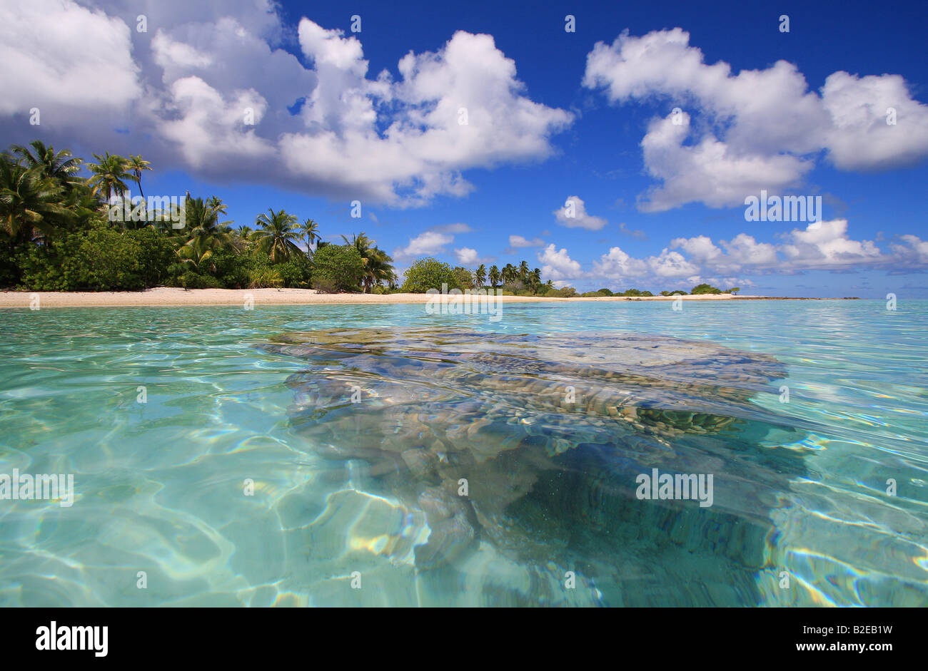 Palme sulla spiaggia, Arcipelago Tuamotu, Polinesia francese, Polinesia, isola del Pacifico Foto Stock