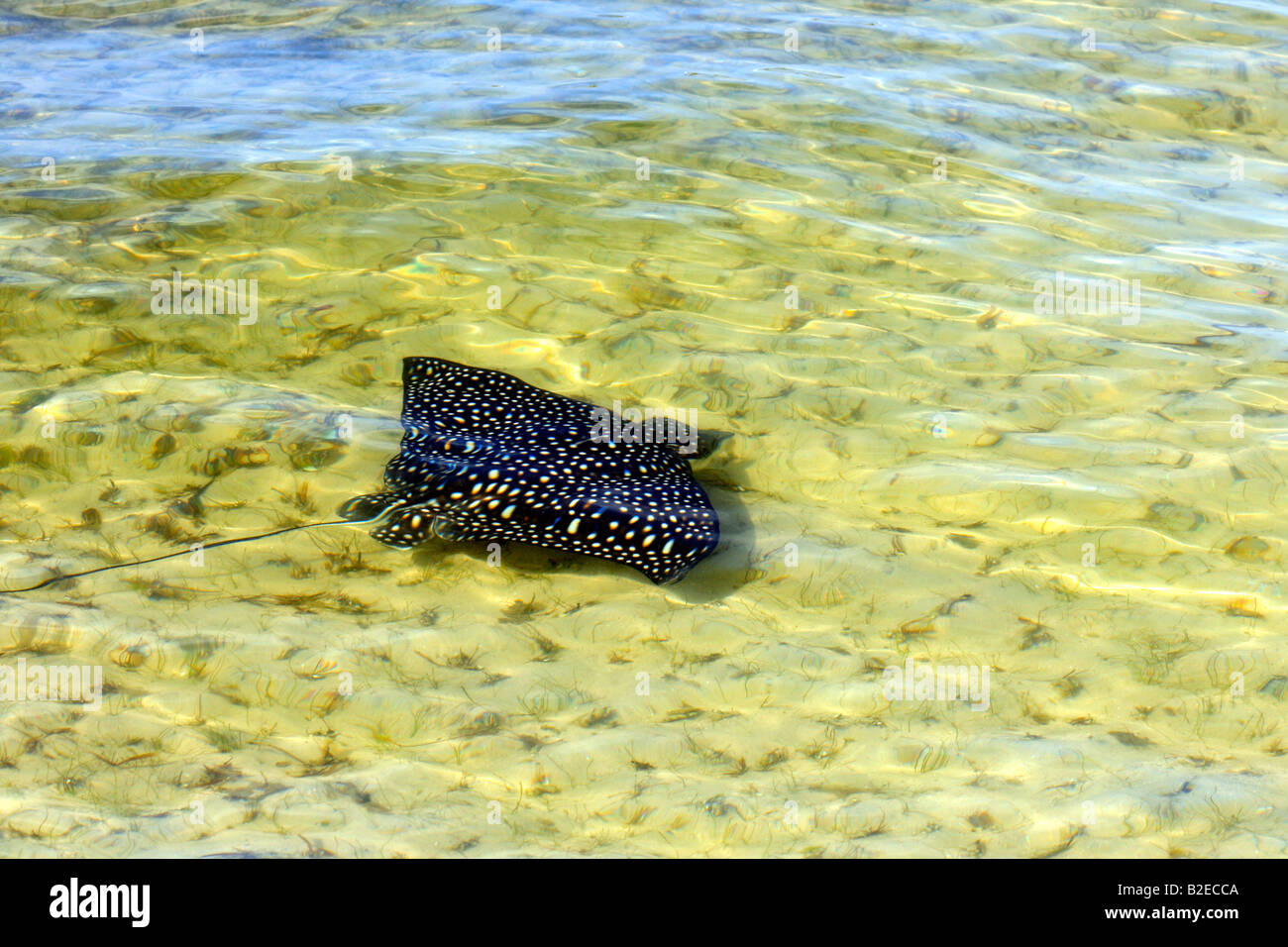 Un eagle ray pesci Foto Stock