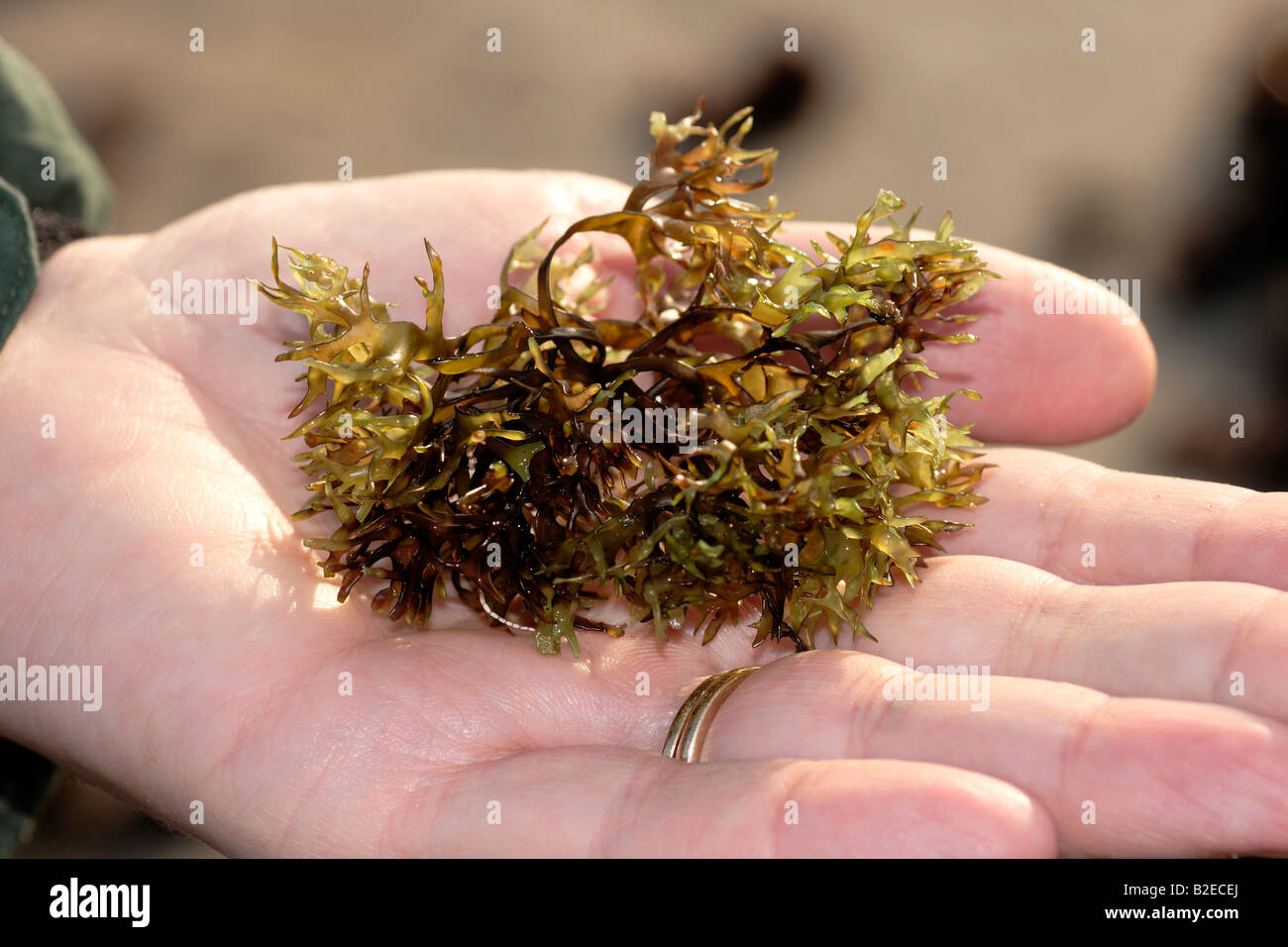 Irish Moss Chondrus Crispus tenuto nel palmo della mano Foto Stock