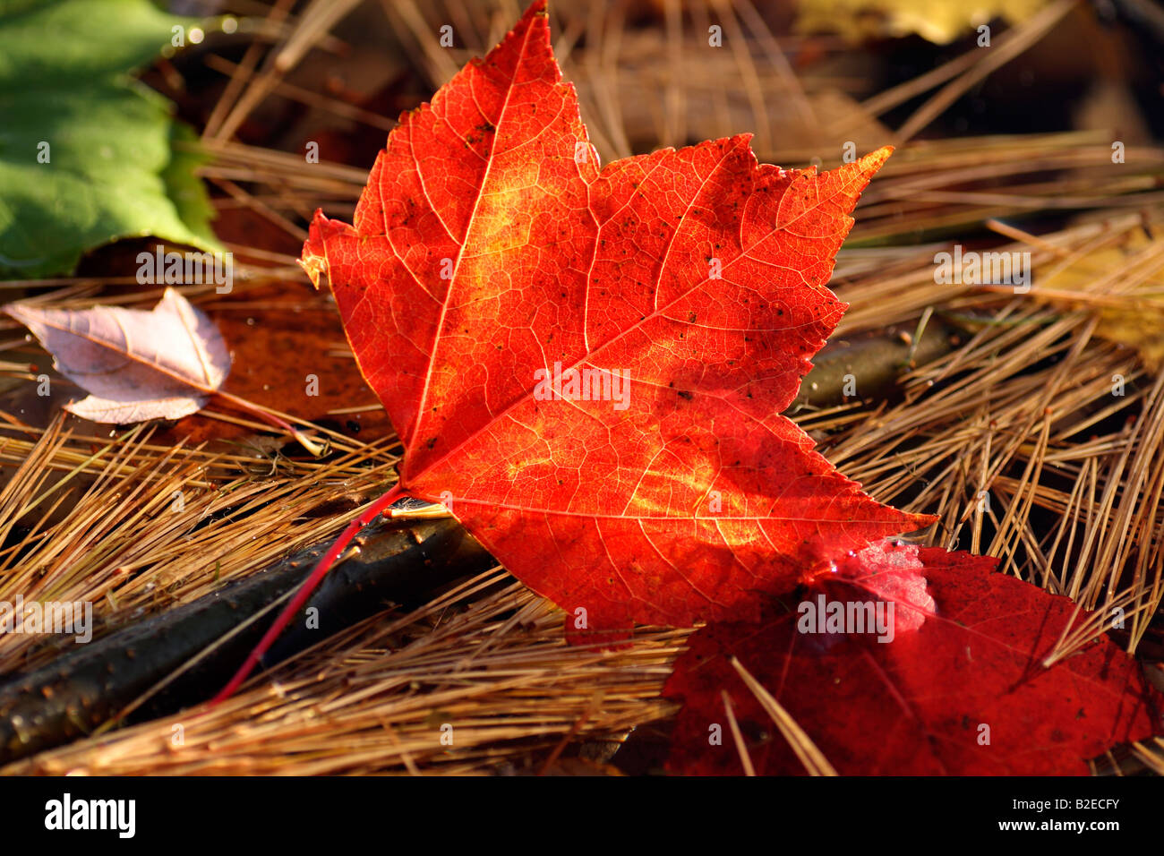 Un rosso di foglie di acero in autunno Foto Stock