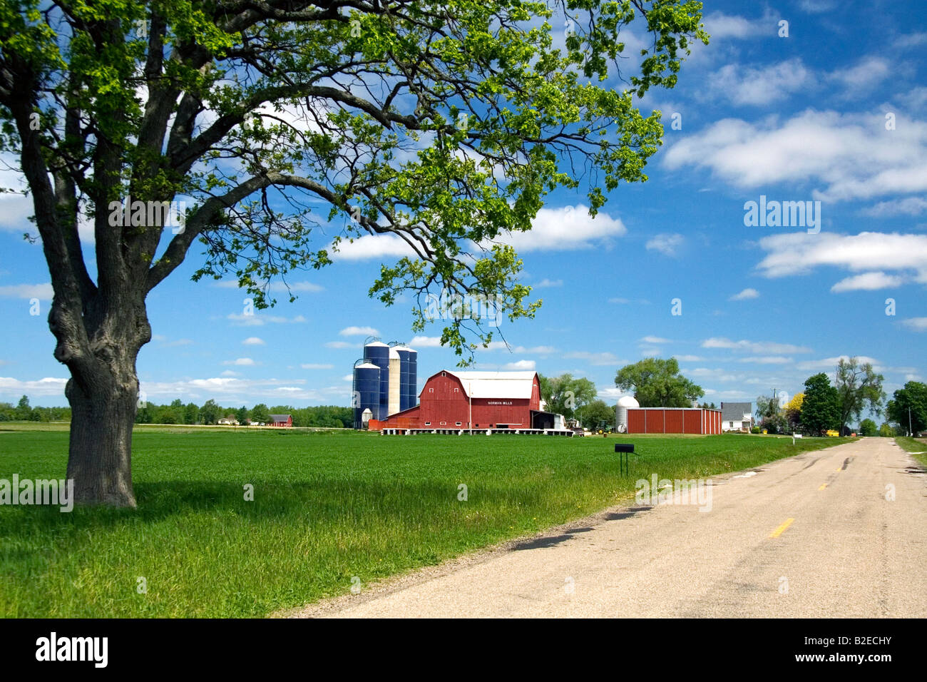 Agriturismo circondato da verde Grano immaturo a St Louis Michigan Foto Stock