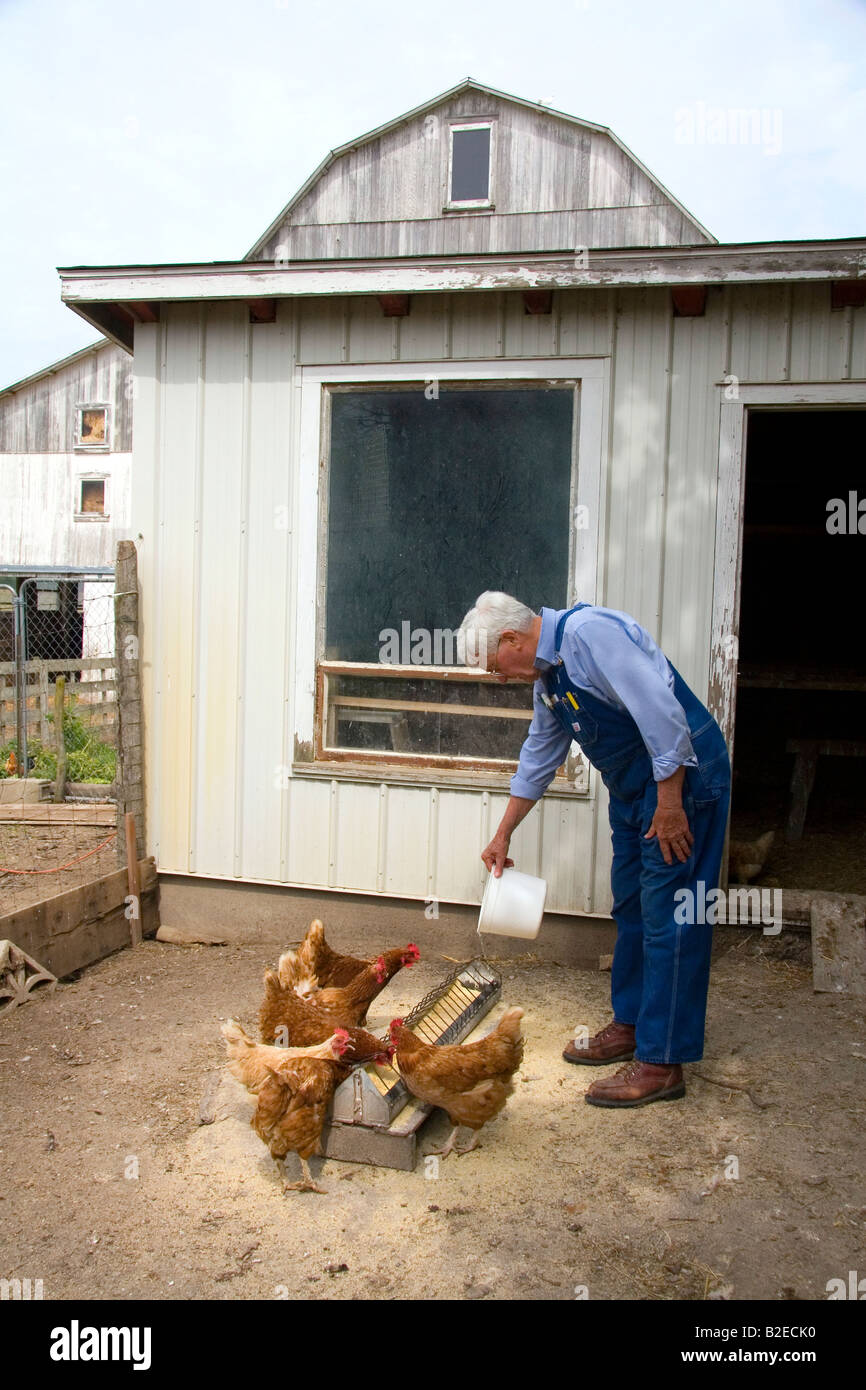 Agricoltore alimentando il suo polli in una fattoria Lenawee County Michigan Foto Stock