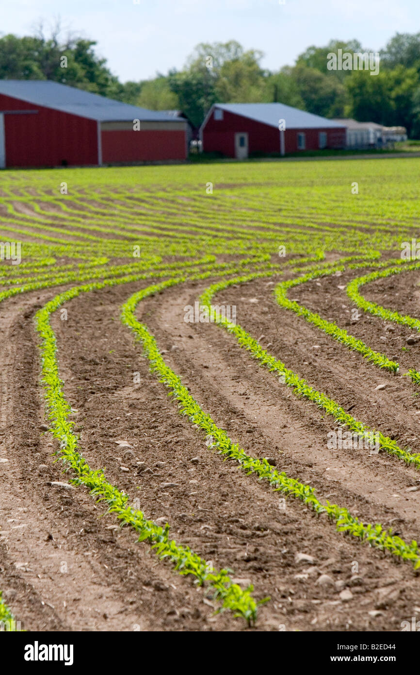 File di piantine di piante di mais in una fattoria Montcalm County Michigan Foto Stock