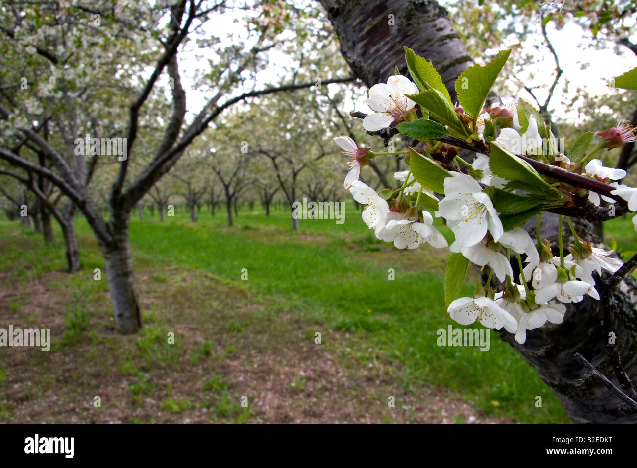 Apple Blossom in un frutteto al Leland Michigan Foto Stock