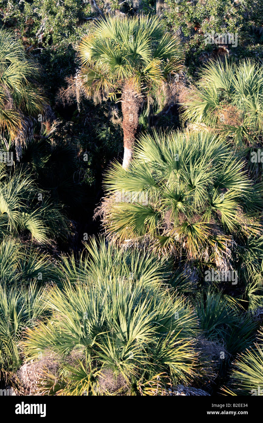 Le palme in Florida usa dall'aria Foto Stock