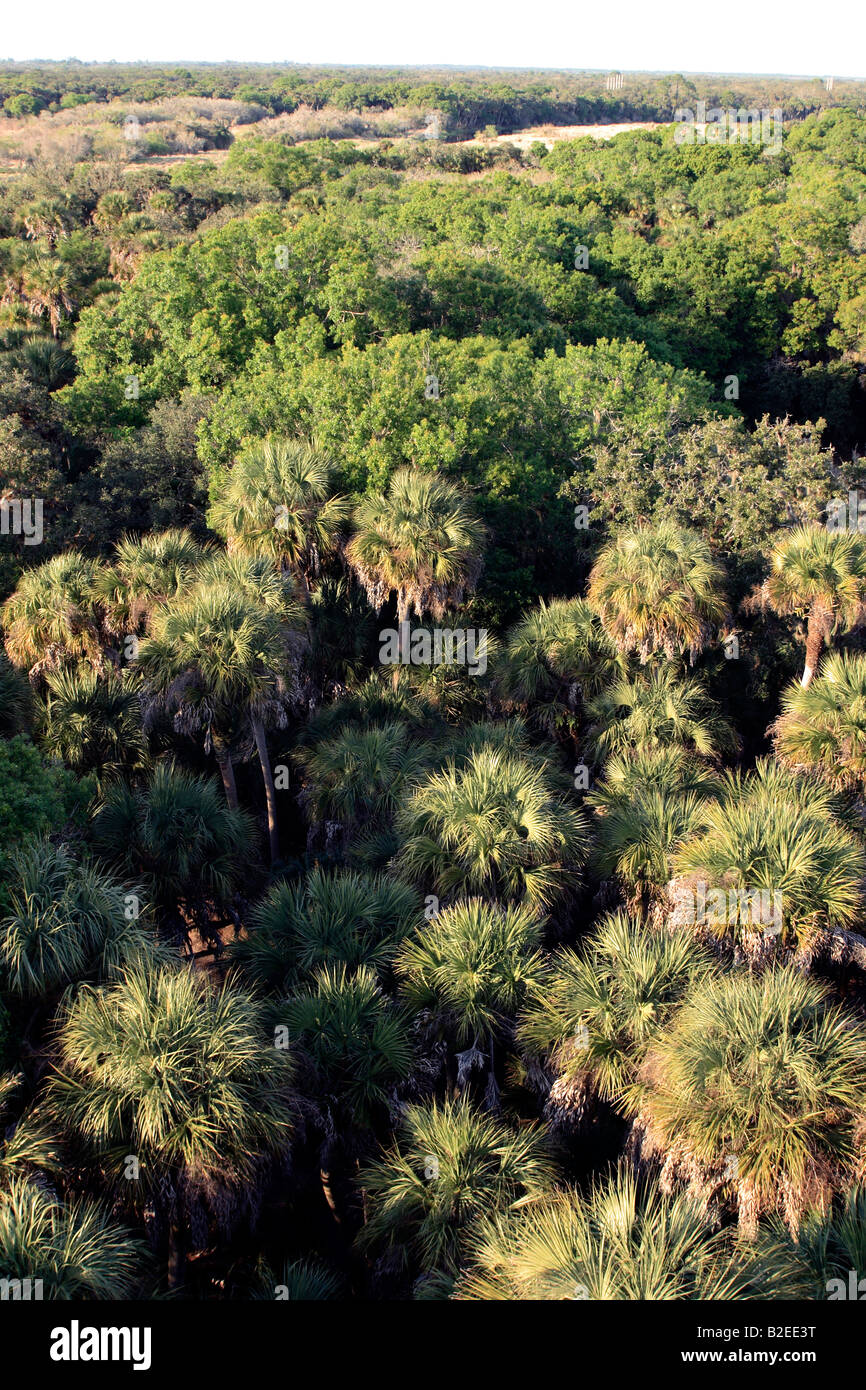 Le palme in Southwest Florida usa dall'aria Foto Stock