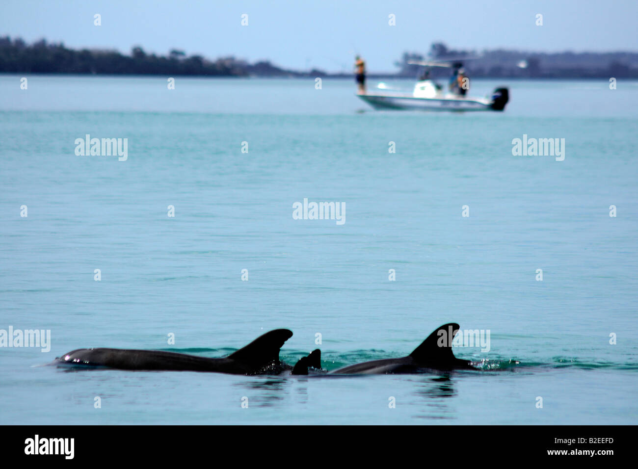 I delfini in Charlotte Harbor, vicino a Port Charlotte, Southwest Florida, Stati Uniti d'America Foto Stock