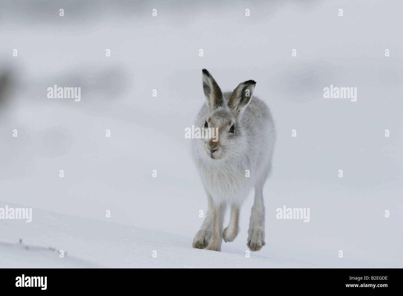 Mountain lepre Lepus timidus in cappotto invernale in Glenshee mountain range Foto Stock