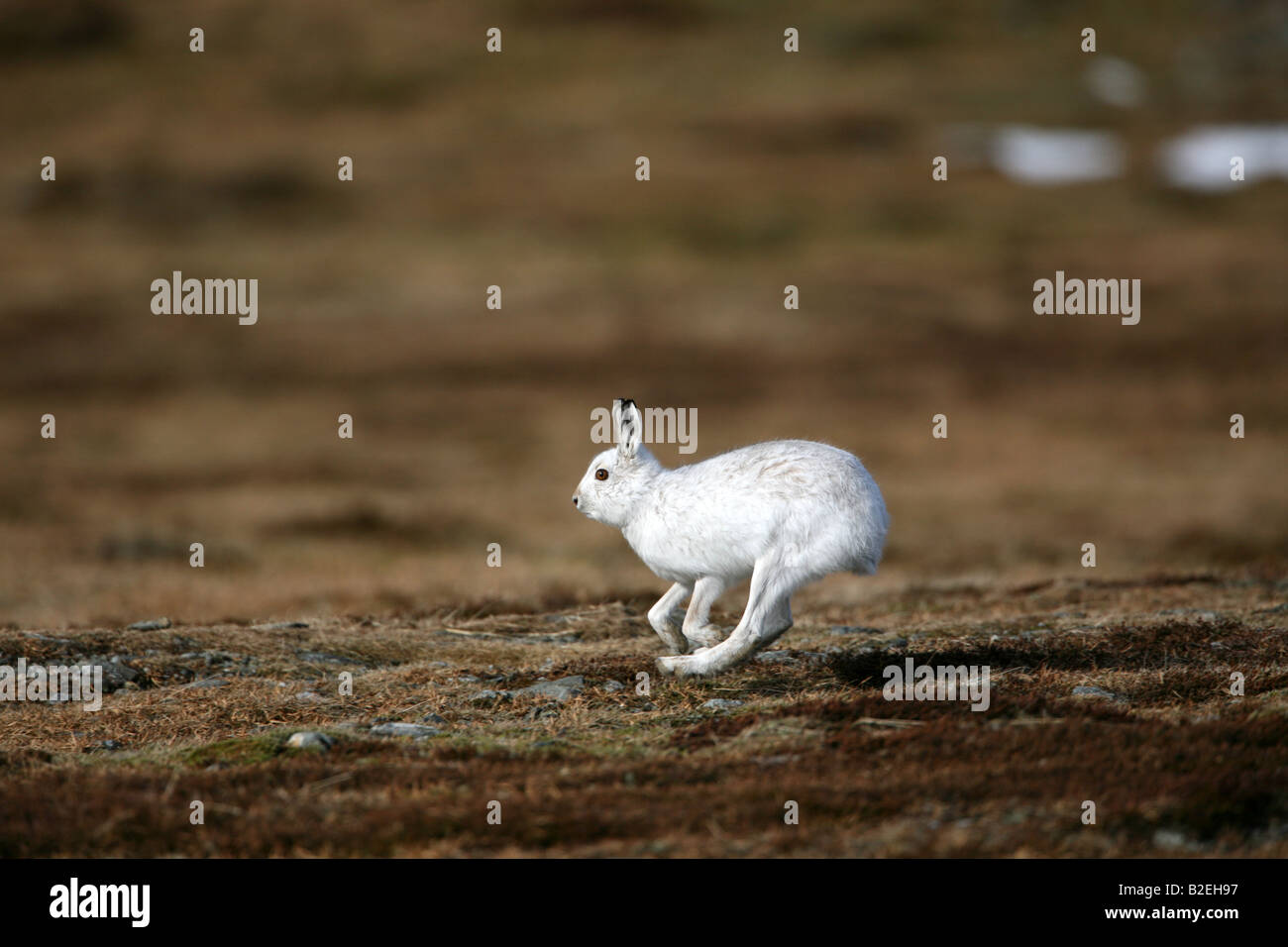 Mountain lepre Lepus timidus in cappotto invernale in Glenshee gamma acceso Foto Stock