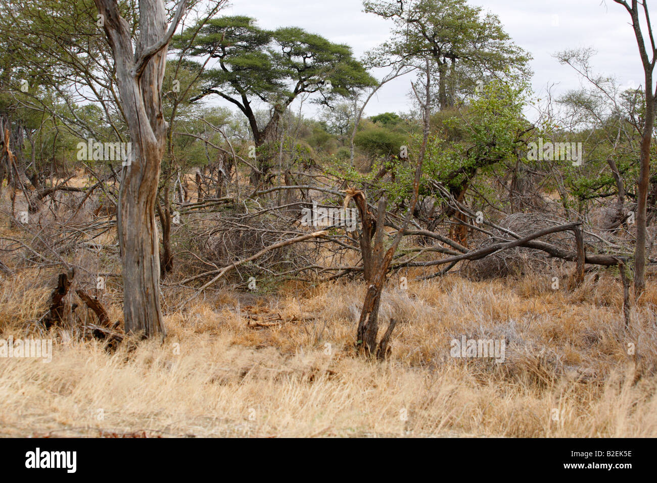 Elephant danni ad alberi di acacia Foto Stock