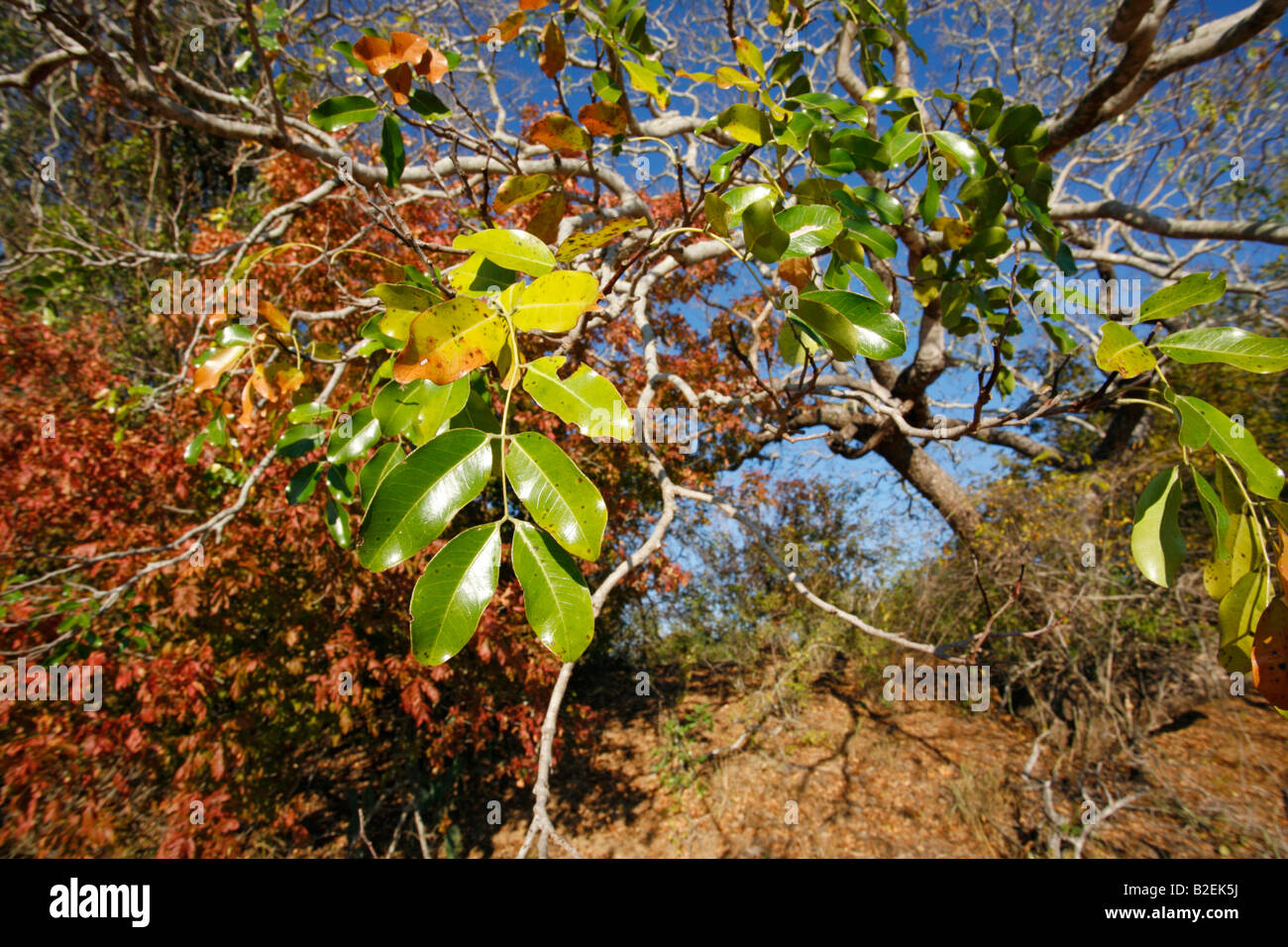 Foglie di un pod di mogano (Afzelia quanzensis) Foto Stock