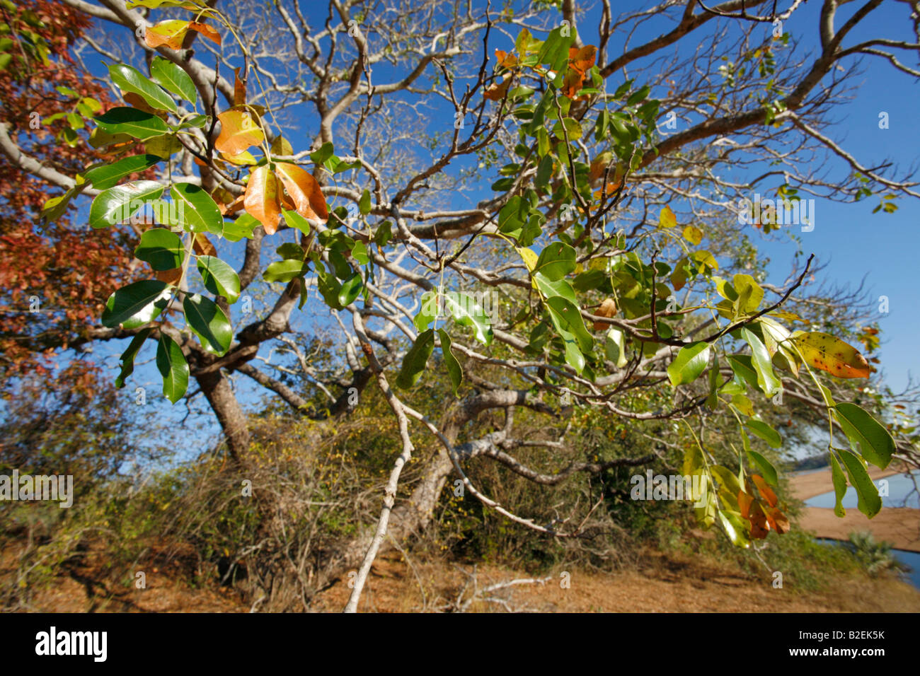 Vista panoramica delle foglie di un pod di mogano (Afzelia quanzensis) sulle rive del fiume Save Foto Stock