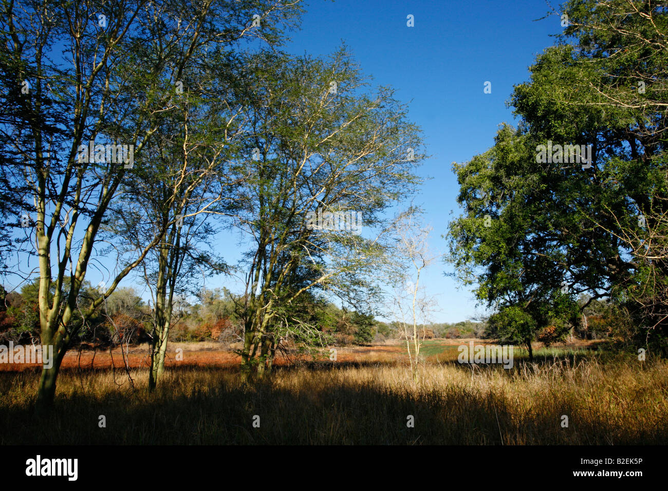 Un paesaggio in Zinave National Park che mostra la febbre (alberi di acacia xanthophloea) crescente sul margine di una zona umida stagionale Foto Stock