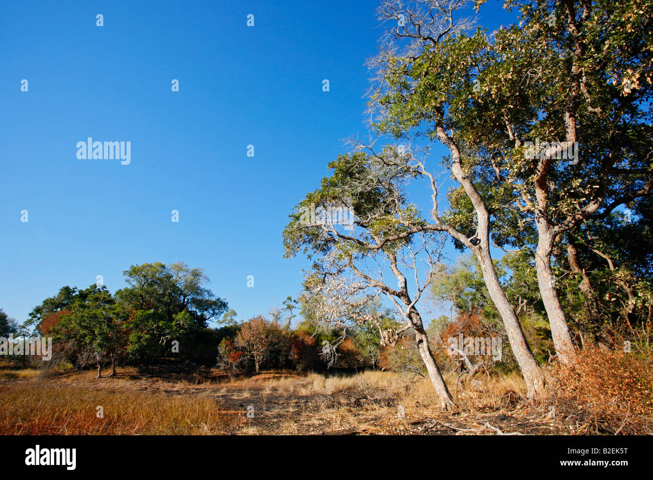 La vegetazione in Zinave National Park che mostra la pioggia alberi (Lonchocarpus capassa) crescente sul margine di una zona umida stagionale Foto Stock