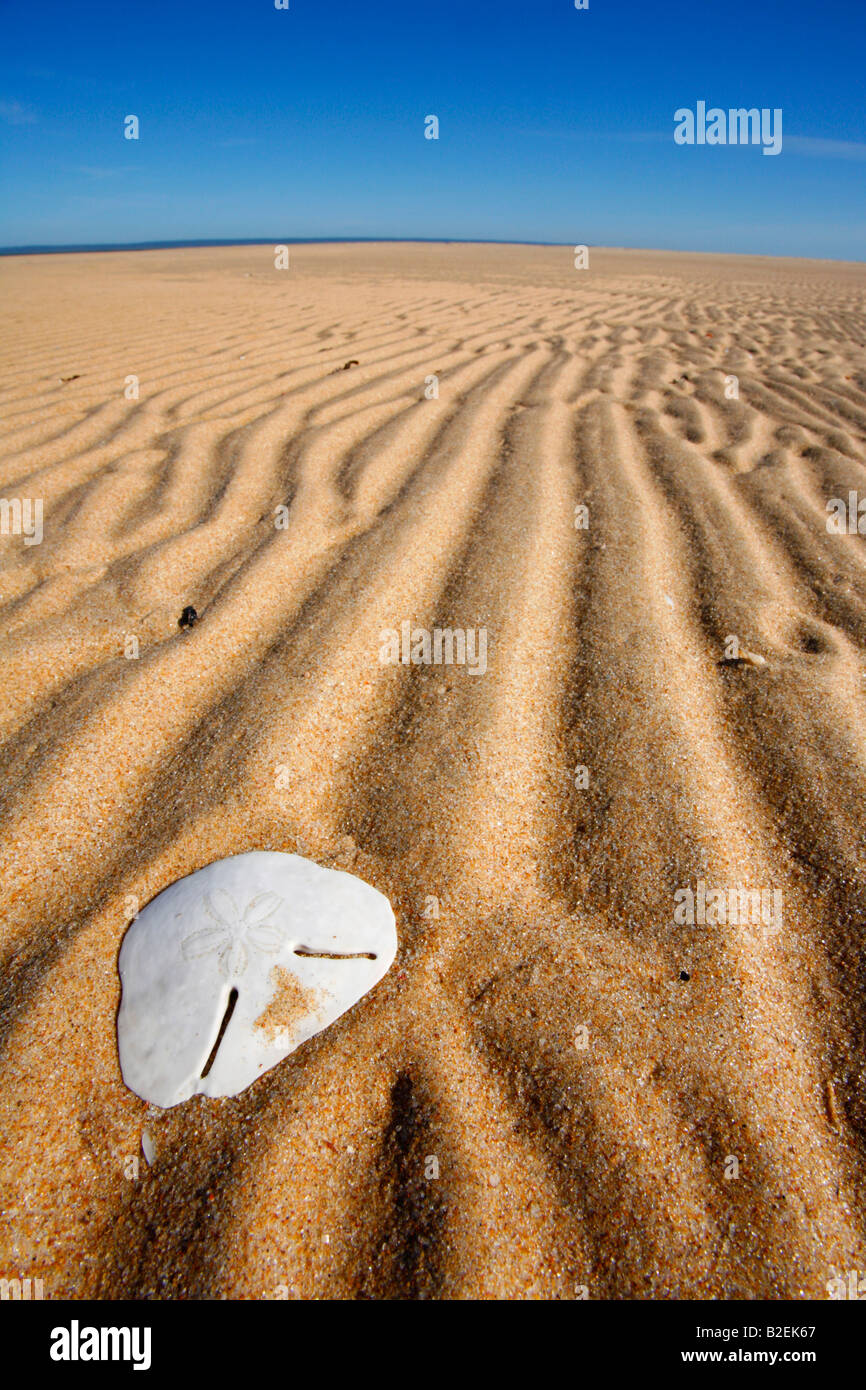 Un guscio di pansy giacente su una delle bellissime spiagge sulla costa del Mozambico Foto Stock