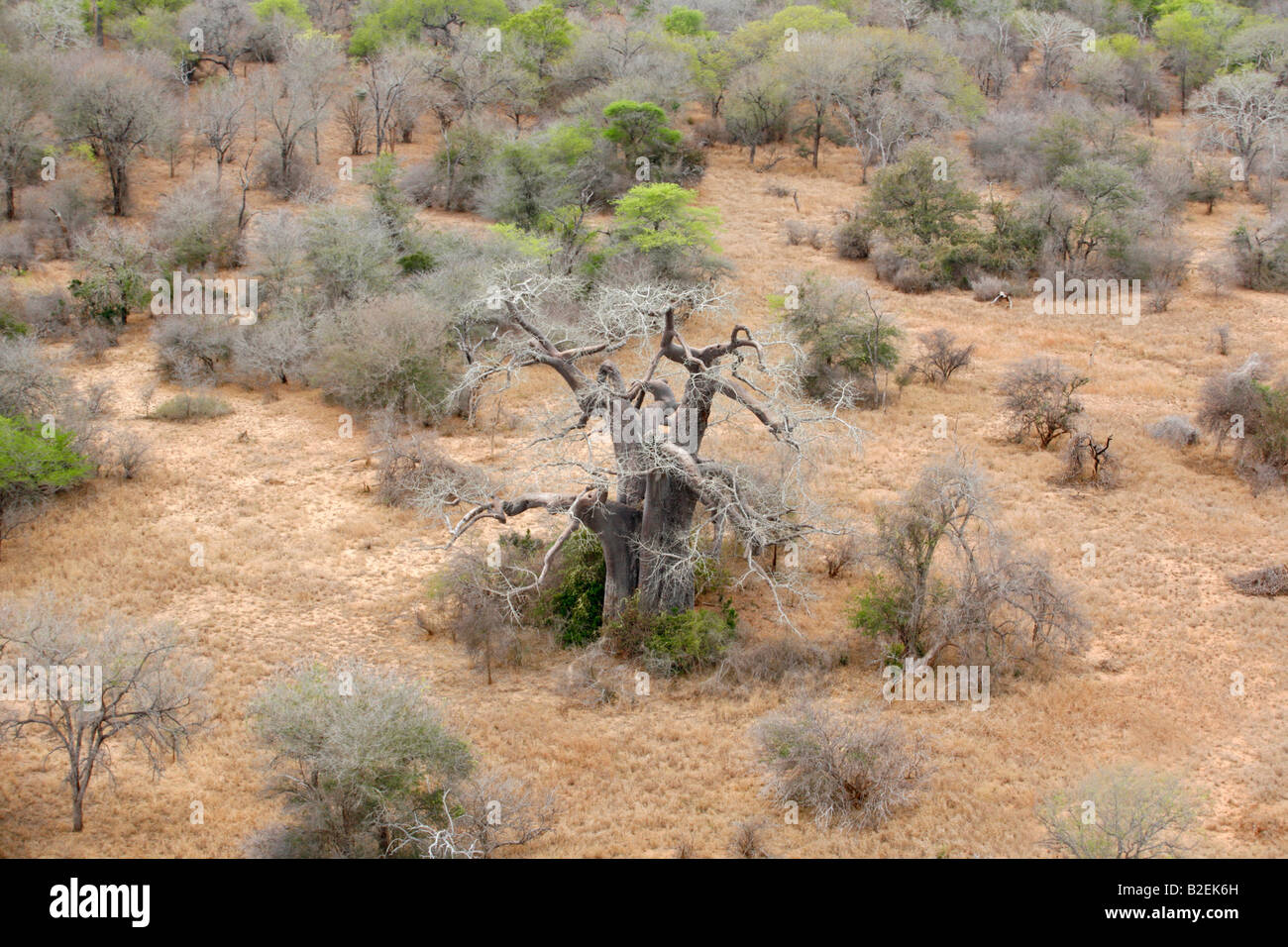 Vista aerea di un baobab sfrondato (Adansonia digitata) tree Foto Stock