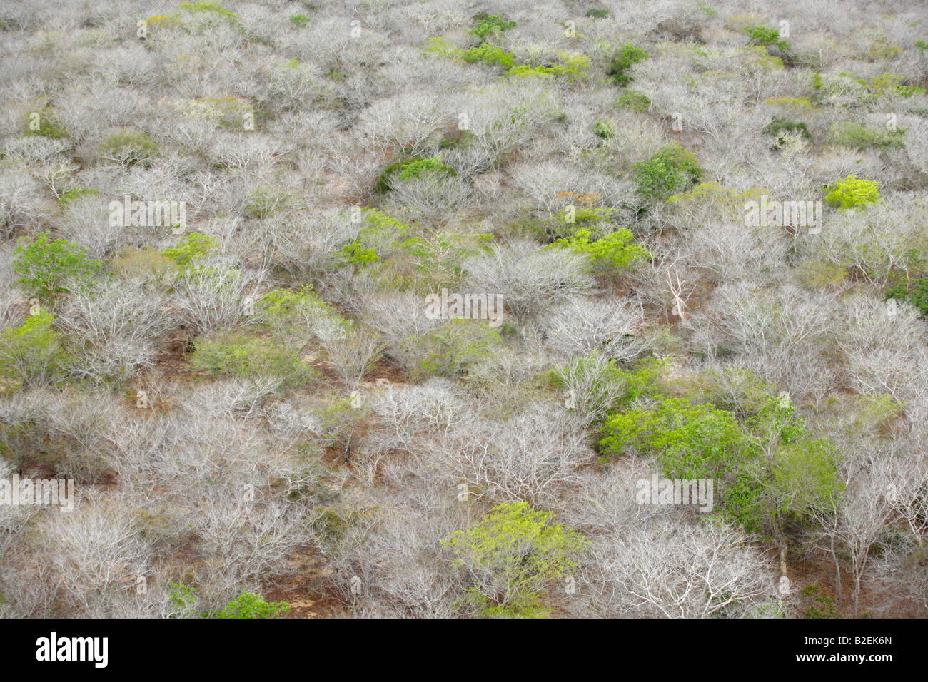 Vista aerea della chiusura di un bosco di miombo tettoia che mostra solo i rami sfrondato e un paio di alberi sparsi con foglie Foto Stock