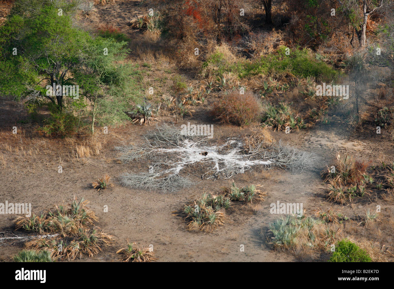 Vista aerea della cenere a sinistra dietro dopo un grande albero di Bushveld bruciato e cadde a terra Foto Stock