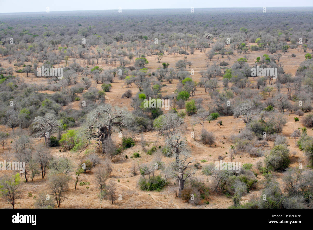 Vista aerea del paesaggio Zinave con diffusa (Baobab Adansonia digitata) alberi Foto Stock