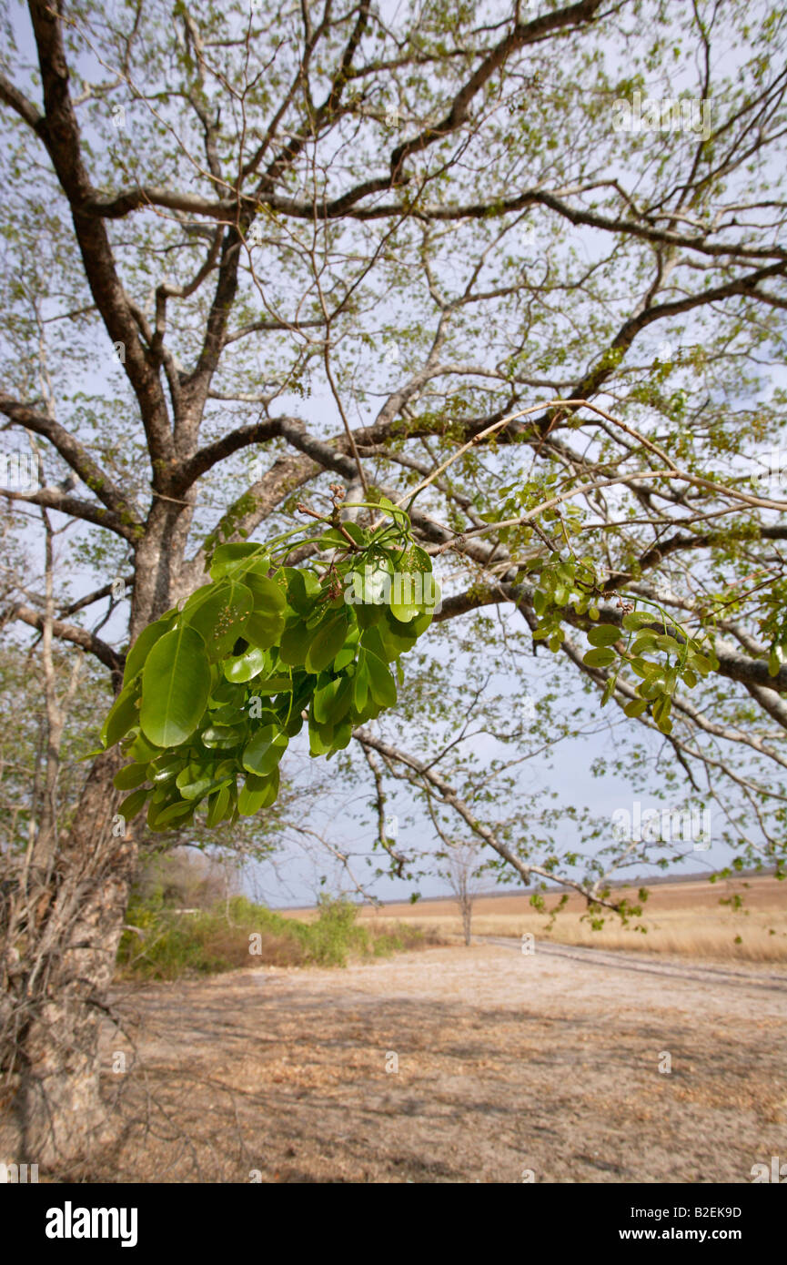 Foglie di un pod di mogano (Afzelia quanzensis) tree Foto Stock