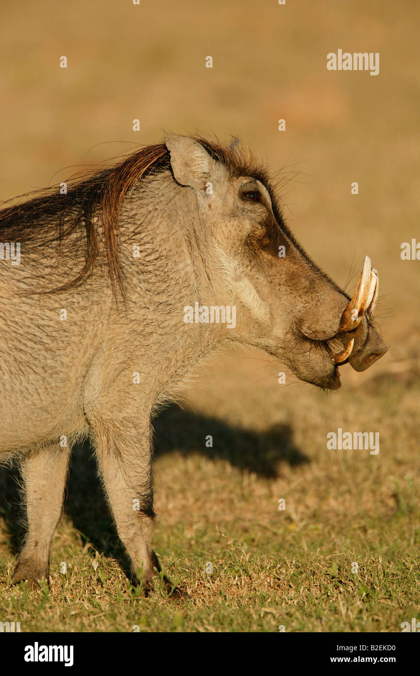 Side-sulla vista di un maschio warthog masticare mostra il nettamente inferiore appuntita brosmio usato in combattimento Foto Stock