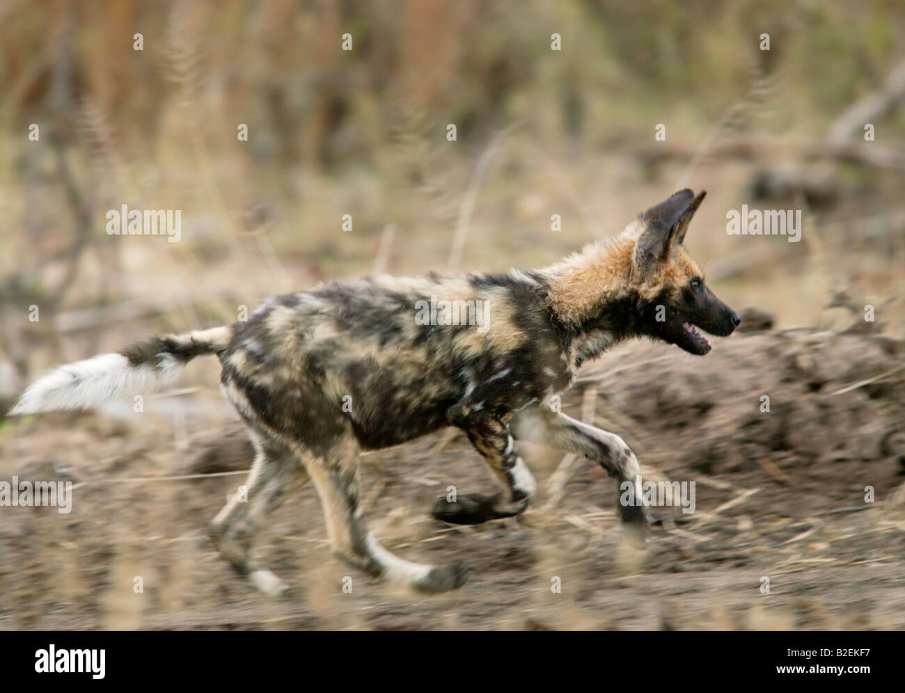 Wild Dog pup in esecuzione Foto Stock