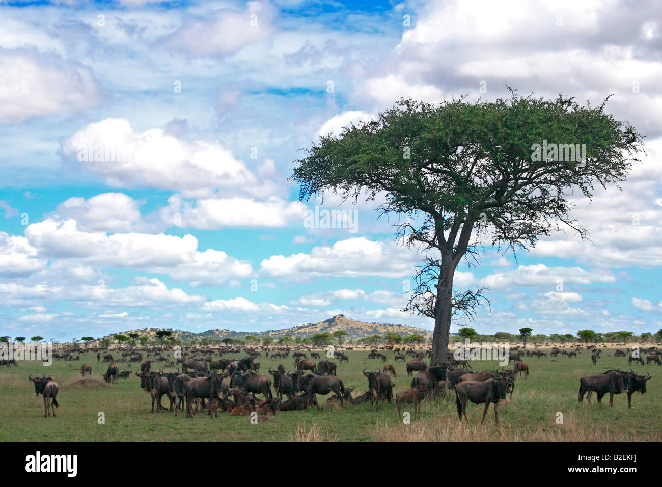 Blue gnu arroccato nell'ombra di un albero con altre sparse sulla pianura del Serengeti durante la migrazione annuale Foto Stock