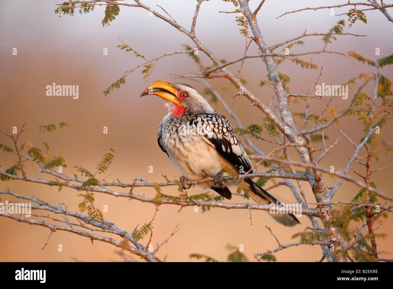 Southern Yellow-Billed Hornbill Foto Stock