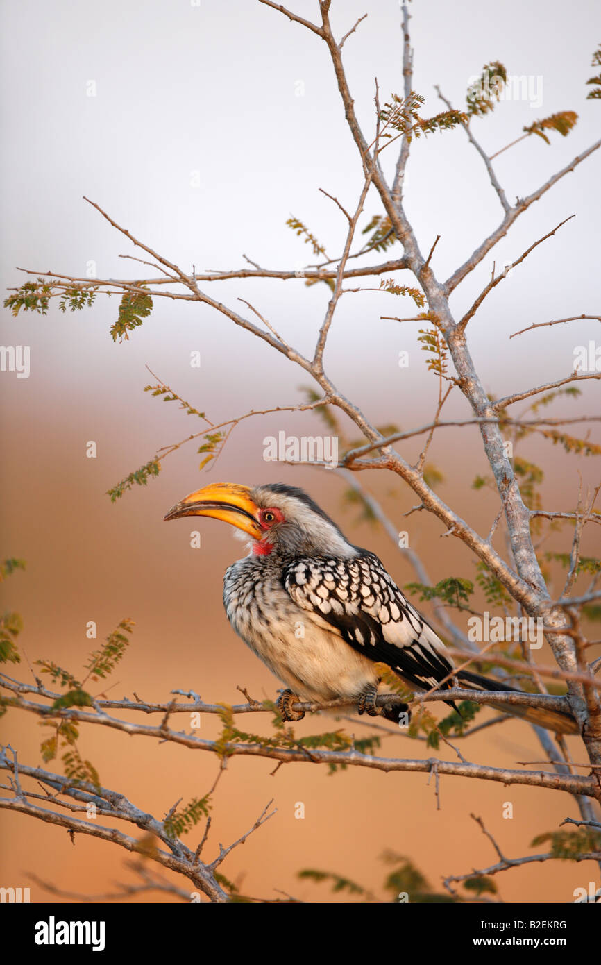 Southern Yellow-Billed Hornbill Foto Stock