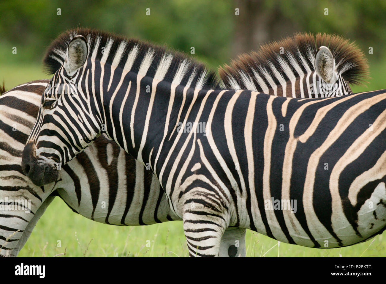 Ritratto di due Burchells zebra in piedi testa-a-coda di fianco a fianco Foto Stock