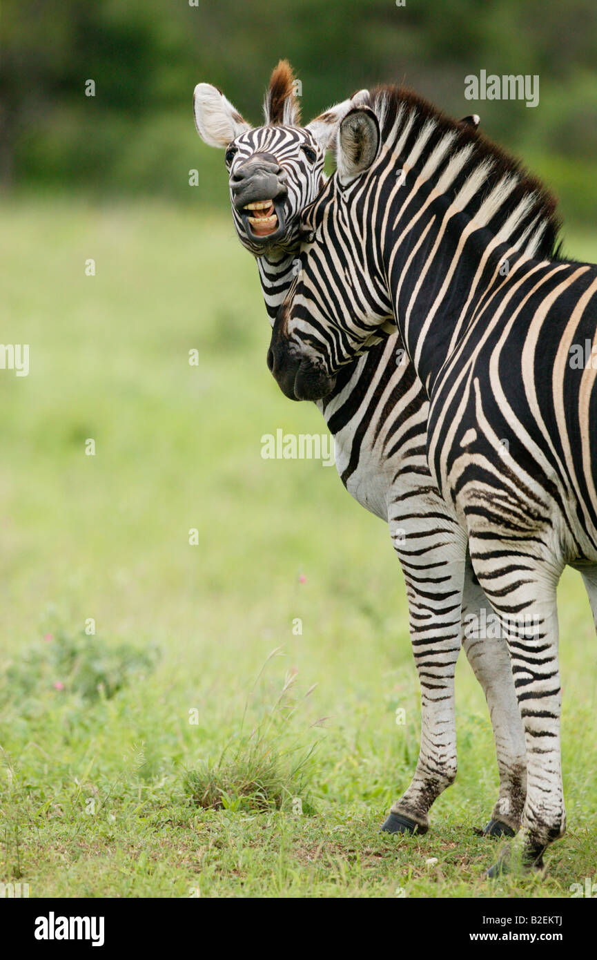Ritratto di due Burchells zebra necking Foto Stock