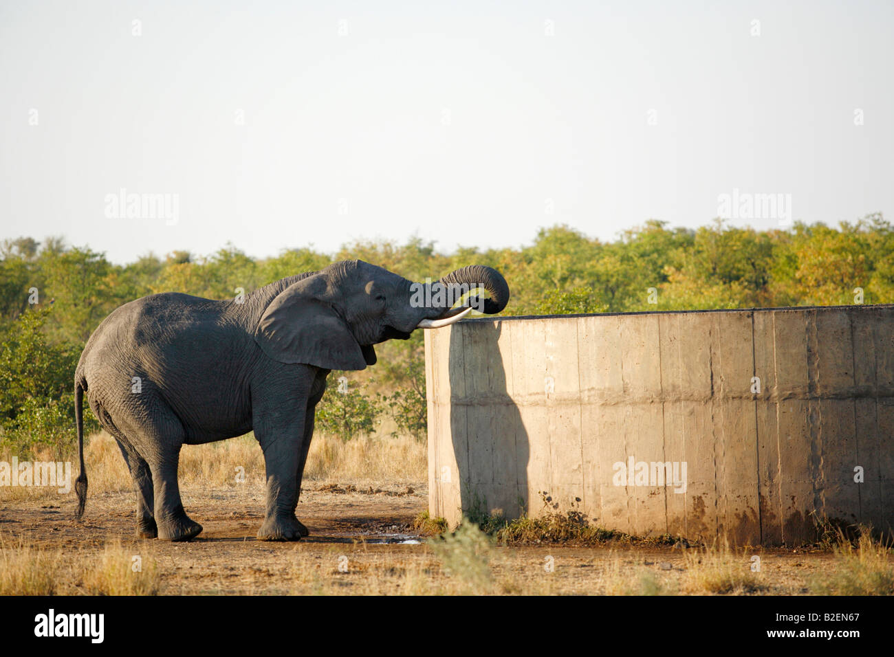 Un elefante africano raggiungendo oltre in un serbatoio di bere acqua Foto Stock