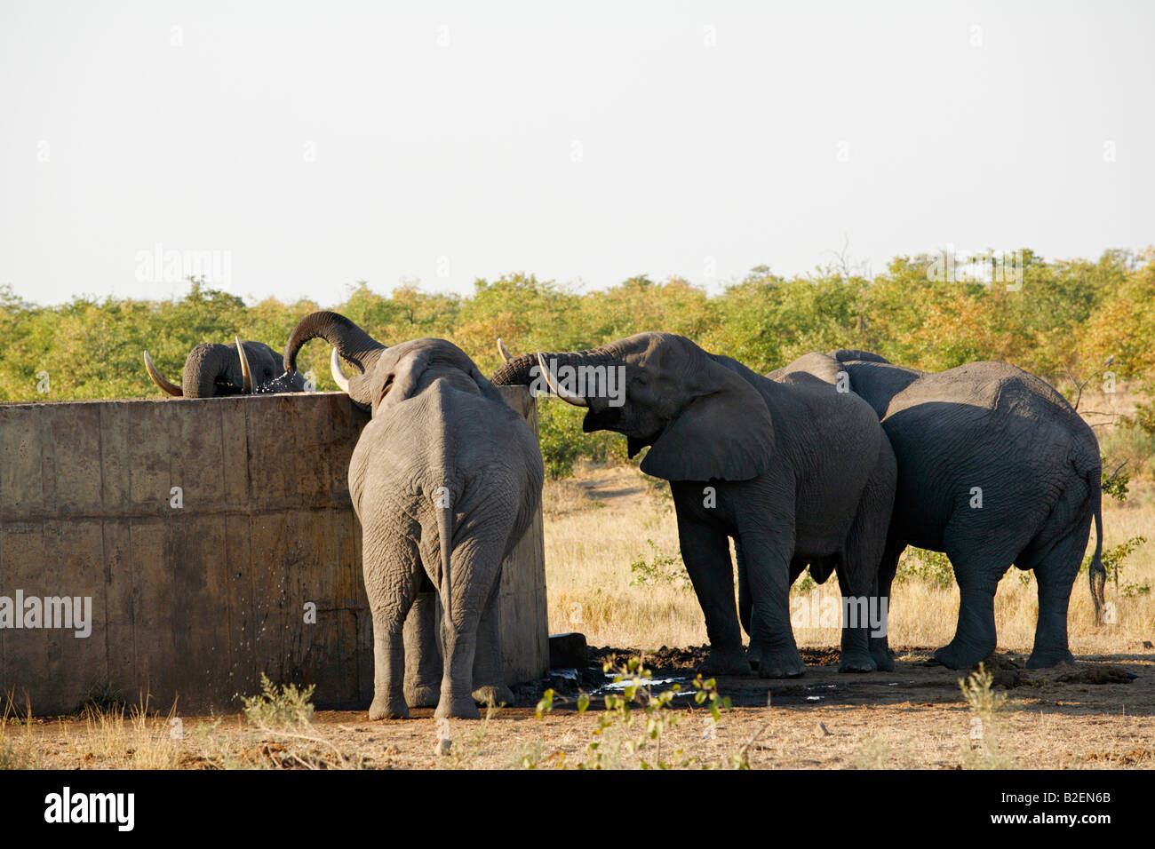 Un branco di elefanti africani raggiungendo oltre in un serbatoio di bere acqua Foto Stock