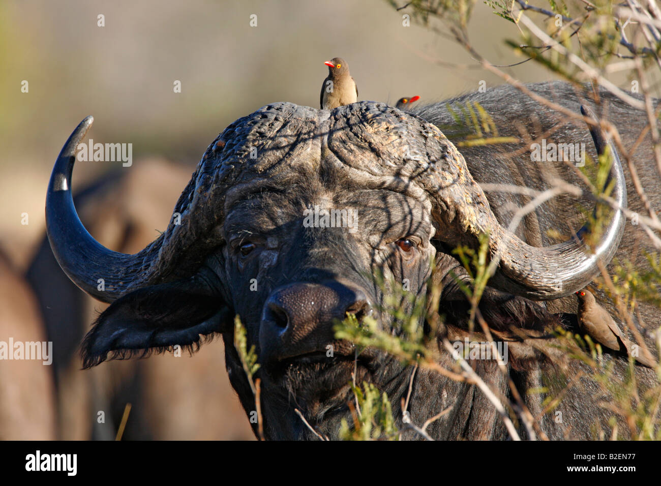 Ritratto di un capo buffalo bull nascondersi dietro a una bussola con oxpeckers sulla sua testa Foto Stock