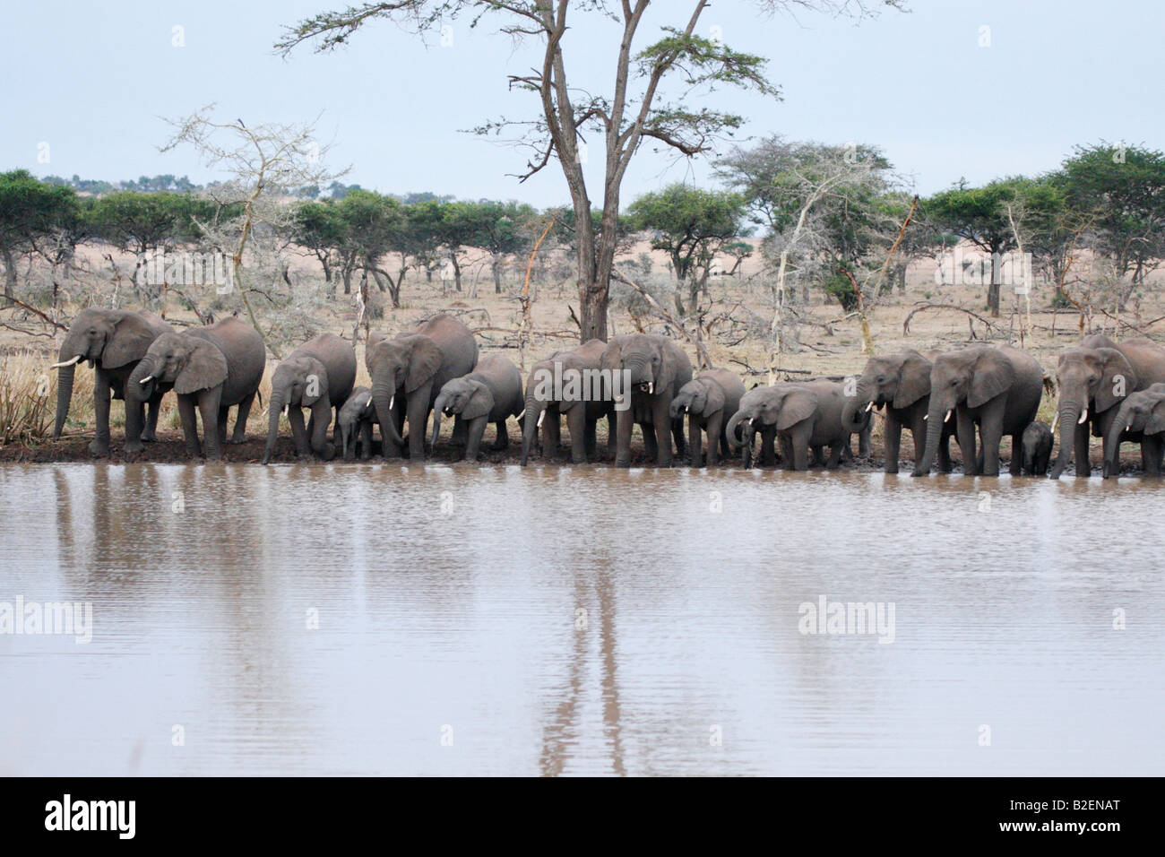 Una mandria di elefanti in piedi in una fila e bere a waterhole Foto Stock