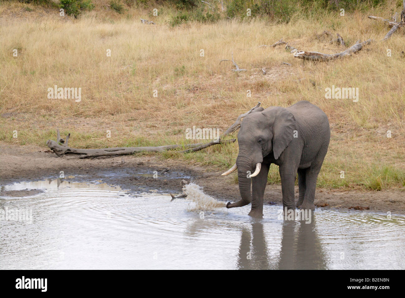 Un lone bull elephant schizza un trunkfull di acqua al di fuori del lato prima di bere Foto Stock