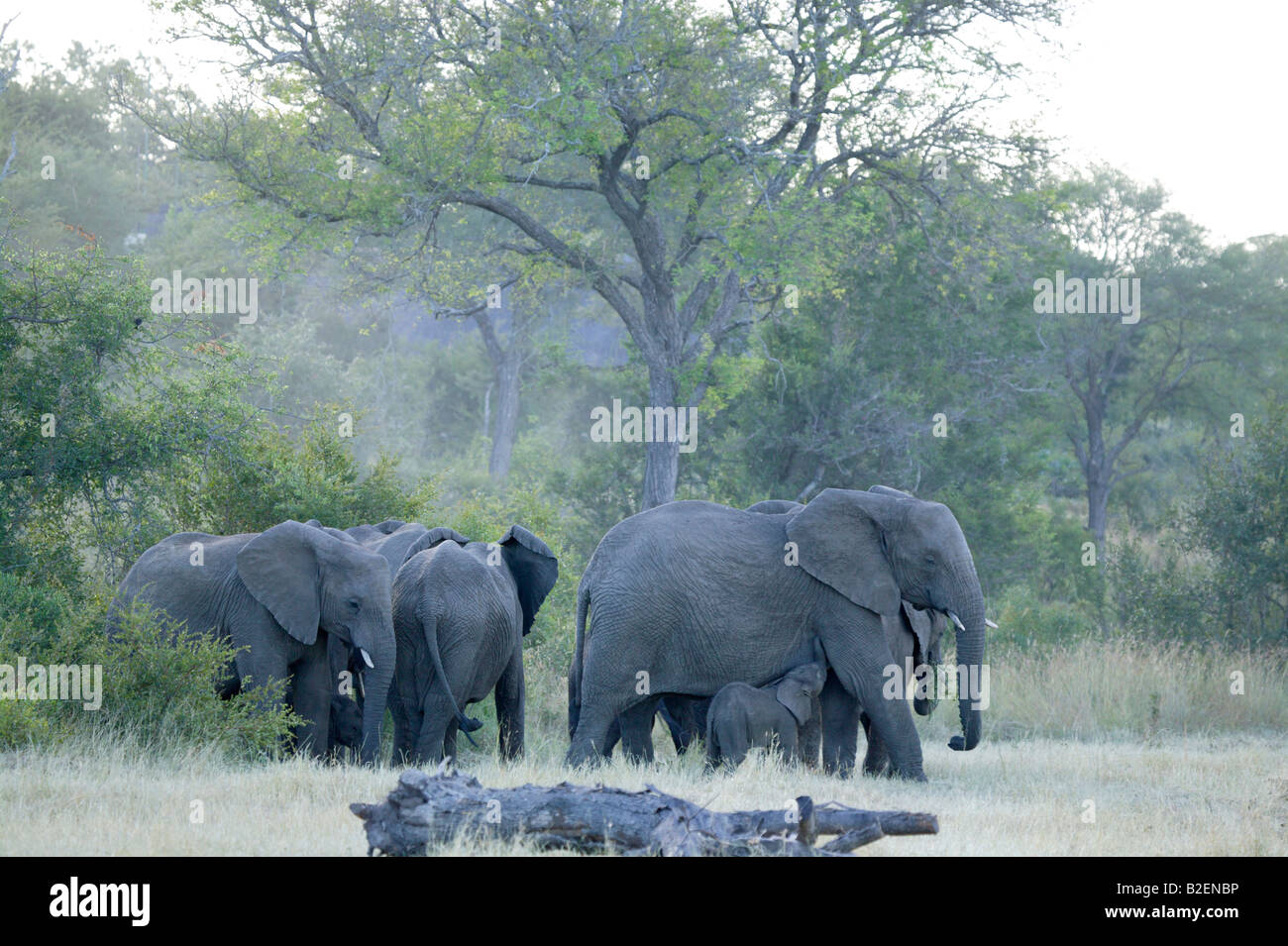 Elefante africano mandria affastellati permanente fino al bordo di una radura bushveld con un vitello di bere dalla sua madre Foto Stock