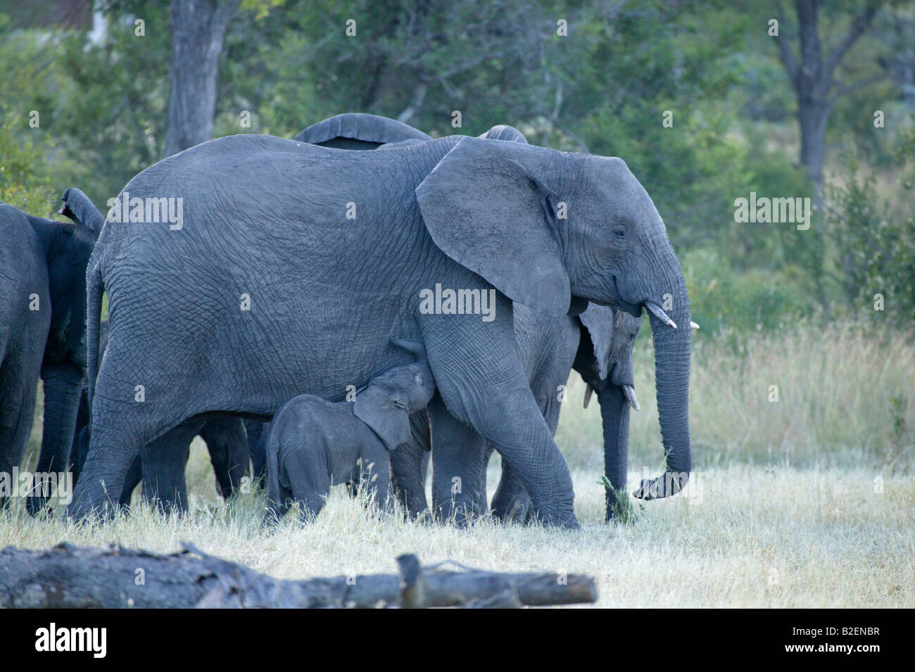 Elefante africano mandria affastellati permanente fino al bordo di una radura bushveld con un vitello di bere dalla sua madre Foto Stock