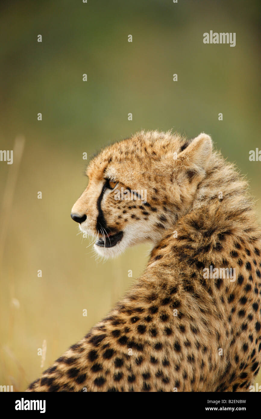 Ritratto di un sub-adulto cheetah guardando indietro sopra la sua spalla Foto Stock