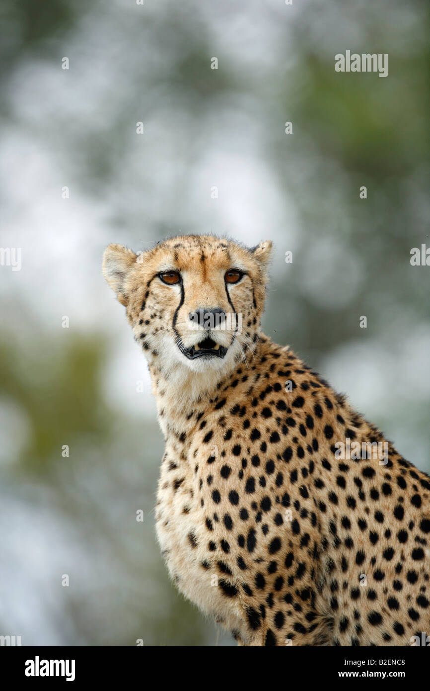 Un ghepardo adulto seduto in posizione eretta su un luogo di vedetta per il gioco Foto Stock