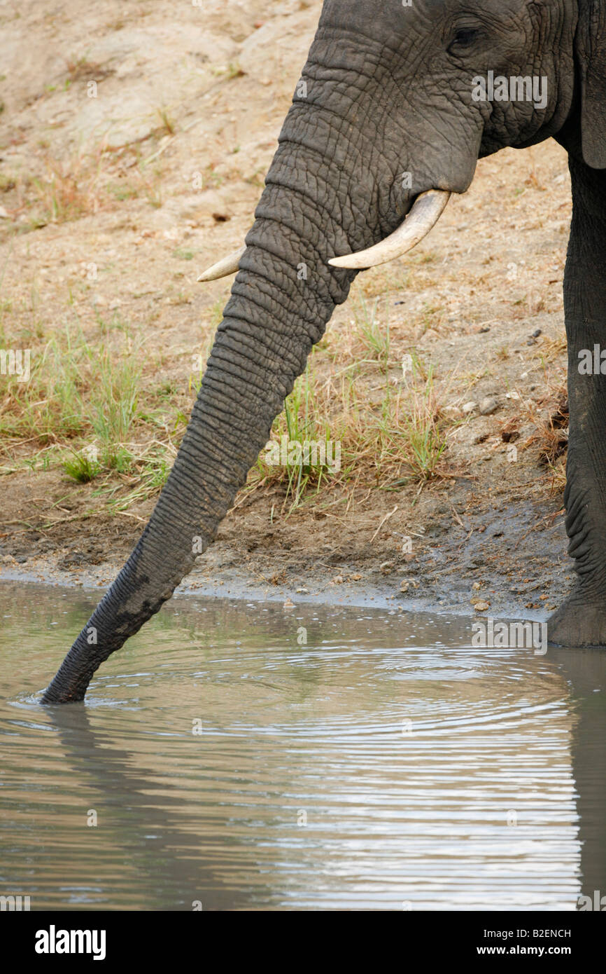 Close-up di un elefante africano tronco mentre si beve Foto Stock