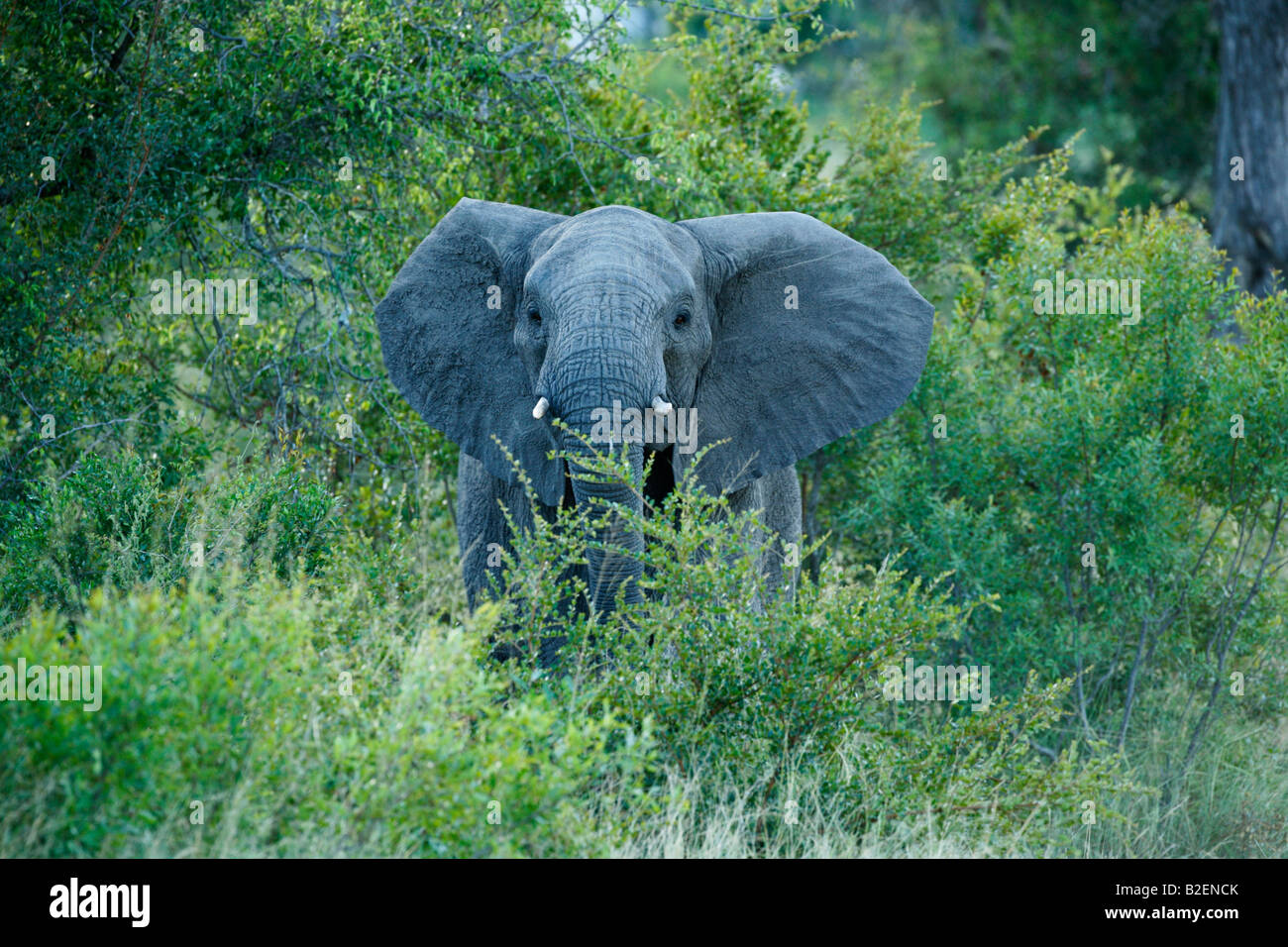 Un elefante africano mucca con la testa sollevata in agitazione mentre è in piedi nel folto cespuglio Foto Stock